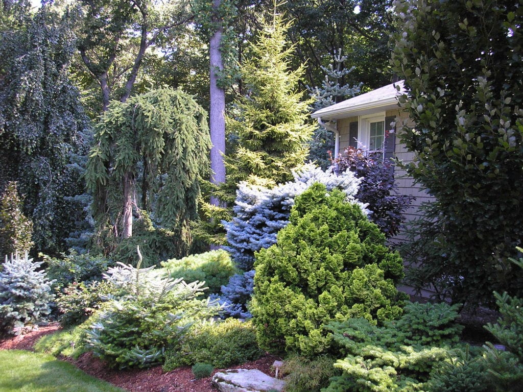 Tree & Shrub Planting project 2