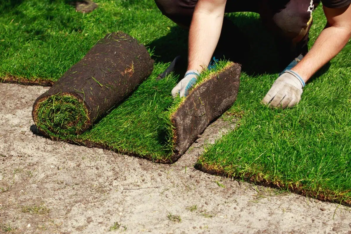 Sod Installation project 5